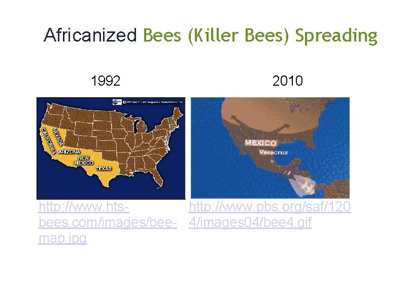  Africanized Bees (Killer Bees) Spreading 1992 2010 http: //www. htshttp: //www. pbs. org/saf/120