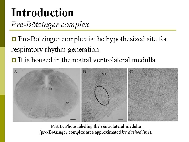 Introduction Pre-Bötzinger complex is the hypothesized site for respiratory rhythm generation p It is