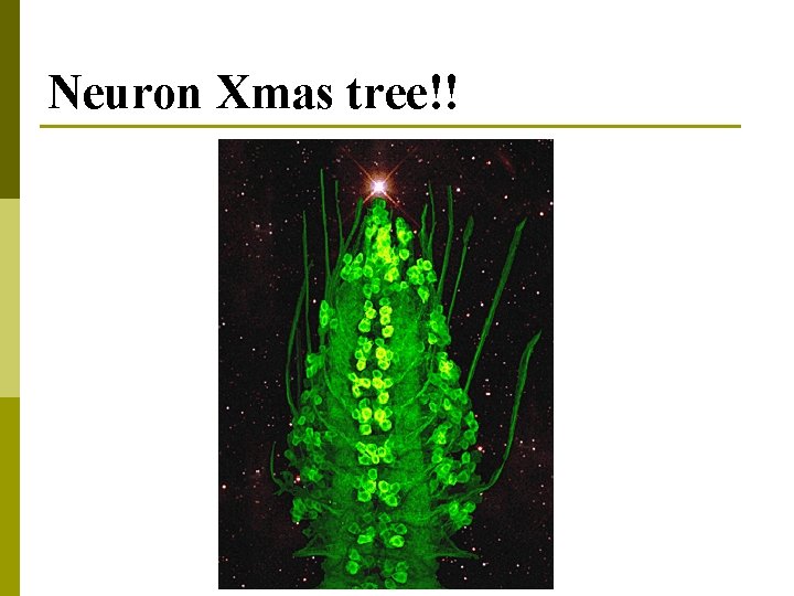 Neuron Xmas tree!! 