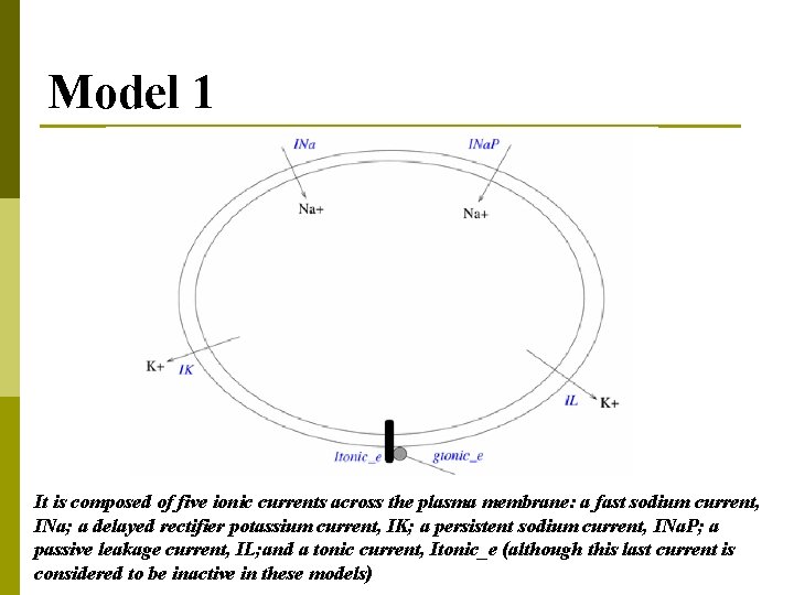 Model 1 It is composed of five ionic currents across the plasma membrane: a
