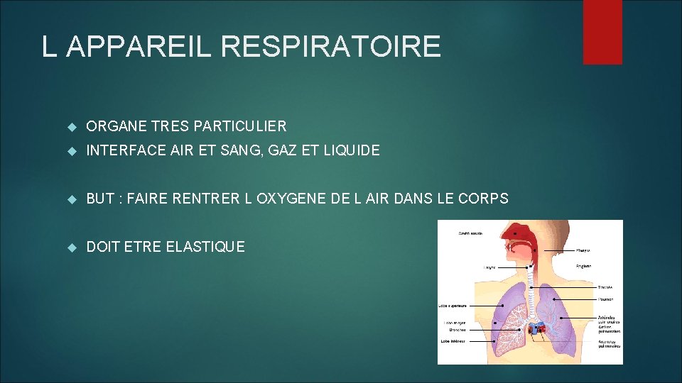 L APPAREIL RESPIRATOIRE ORGANE TRES PARTICULIER INTERFACE AIR ET SANG, GAZ ET LIQUIDE BUT