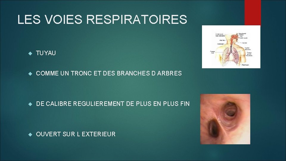 LES VOIES RESPIRATOIRES TUYAU COMME UN TRONC ET DES BRANCHES D ARBRES DE CALIBRE