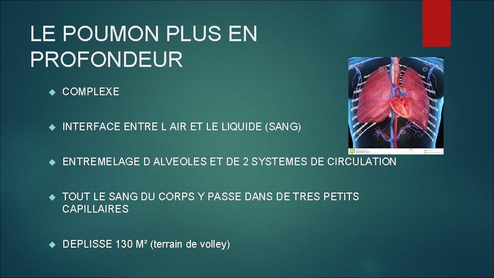 LE POUMON PLUS EN PROFONDEUR COMPLEXE INTERFACE ENTRE L AIR ET LE LIQUIDE (SANG)