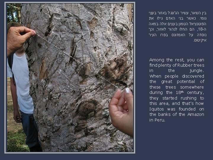 עשיר הג'ונגל באזור בעצי , בין השאר כאשר בני האדם גילו את. גומי עשיר הג'ונגל באזור בעצי , בין השאר כאשר בני האדם גילו את. גומי