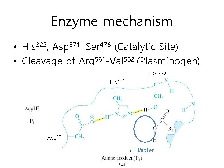 Enzyme mechanism • His 322, Asp 371, Ser 478 (Catalytic Site) • Cleavage of