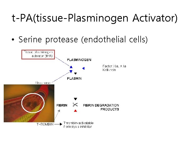 t-PA(tissue-Plasminogen Activator) • Serine protease (endothelial cells) 