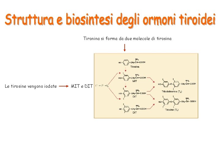 Tironina si forma da due molecole di tirosina Le tirosine vengono iodate MIT e