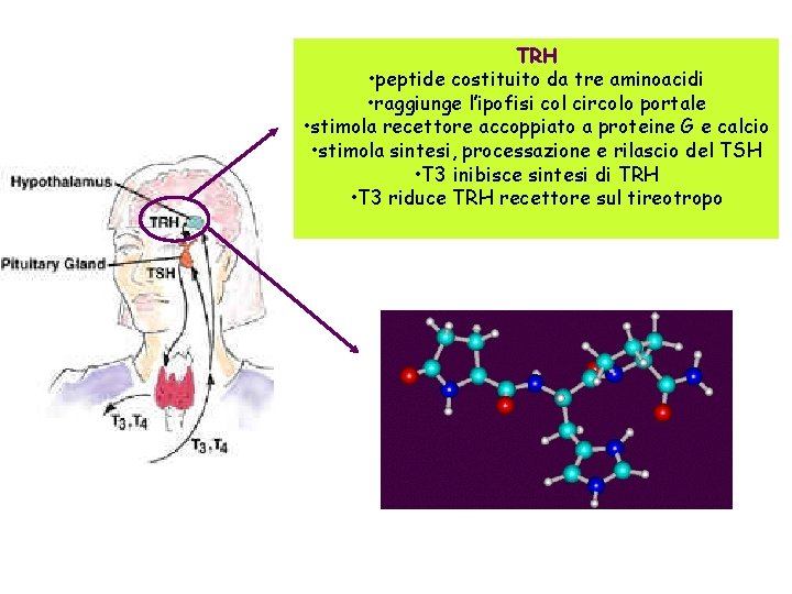 TRH • peptide costituito da tre aminoacidi • raggiunge l’ipofisi col circolo portale •