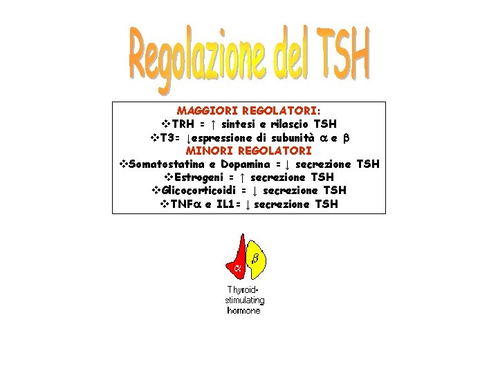 MAGGIORI REGOLATORI: v. TRH = ↑ sintesi e rilascio TSH v. T 3= ↓espressione