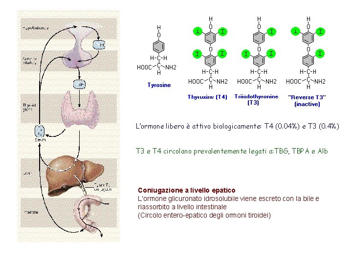 L’ormone libero è attivo biologicamente: T 4 (0. 04%) e T 3 (0. 4%)