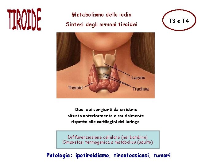 Metabolismo dello iodio Sintesi degli ormoni tiroidei T 3 e T 4 Due lobi