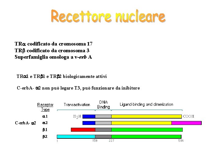 TR codificato da cromosoma 17 TR codificato da cromosoma 3 Superfamiglia omologa a v-erb