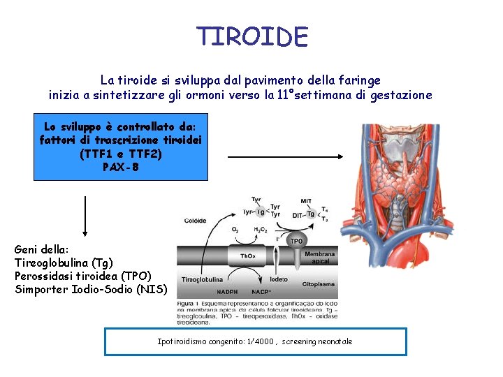 TIROIDE La tiroide si sviluppa dal pavimento della faringe inizia a sintetizzare gli ormoni