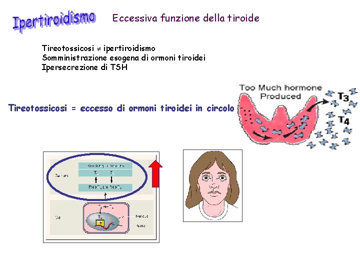Eccessiva funzione della tiroide Tireotossicosi ipertiroidismo Somministrazione esogena di ormoni tiroidei Ipersecrezione di TSH
