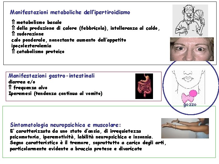 Manifestazioni metaboliche dell’ipertiroidismo metabolismo basale della produzione di calore (febbricola), intolleranza al caldo, sudorazione