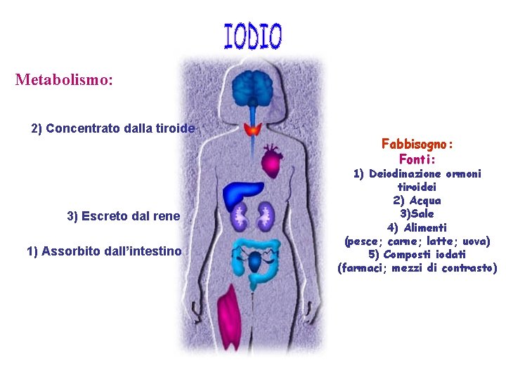 Metabolismo: 2) Concentrato dalla tiroide 3) Escreto dal rene 1) Assorbito dall’intestino Fabbisogno: Fonti: