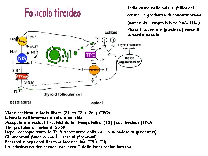 Iodio entra nelle cellule follicolari contro un gradiente di concentrazione (azione del traspostatore Na/I