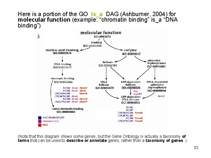 Here is a portion of the GO is_a DAG (Ashburner, 2004) for molecular function