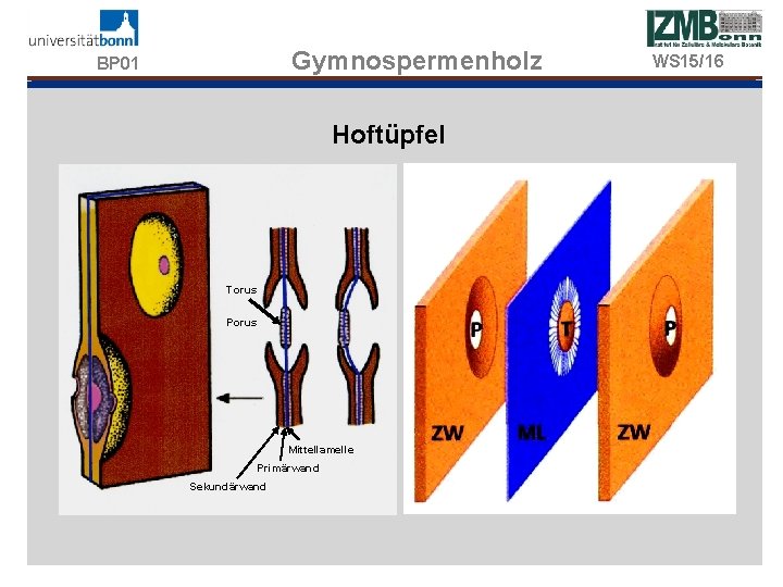 Gymnospermenholz BP 01 Hoftüpfel Torus Porus Mittellamelle Primärwand Sekundärwand WS 15/16 