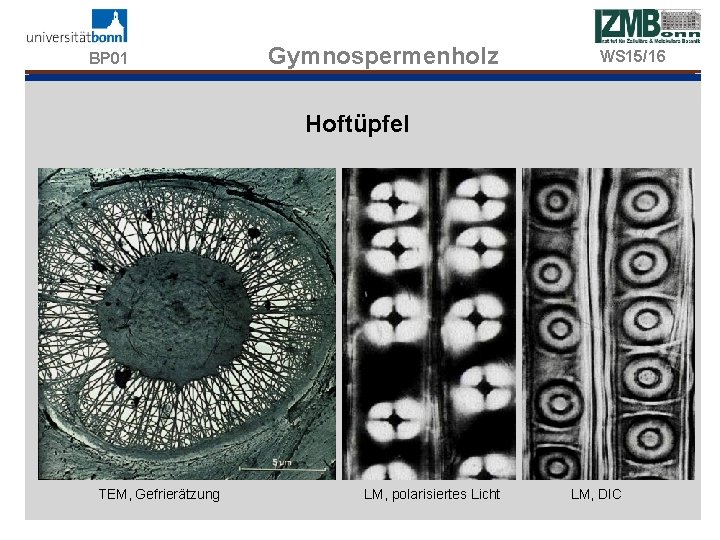 BP 01 Gymnospermenholz WS 15/16 Hoftüpfel TEM, Gefrierätzung LM, polarisiertes Licht LM, DIC 