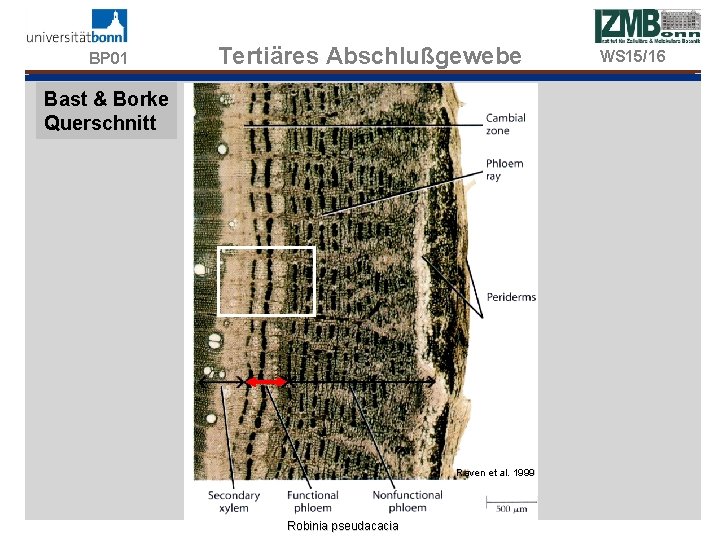 BP 01 Tertiäres Abschlußgewebe Bast & Borke Querschnitt Raven et al. 1999 Robinia pseudacacia