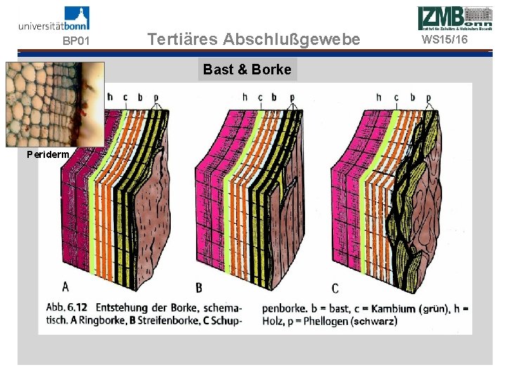 BP 01 Tertiäres Abschlußgewebe Bast & Borke Periderm WS 15/16 