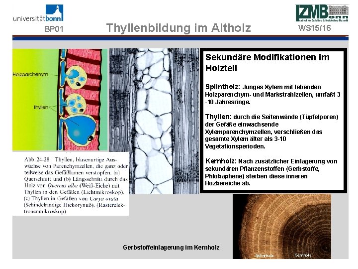 BP 01 Thyllenbildung im Altholz WS 15/16 Sekundäre Modifikationen im Holzteil Splintholz: Junges Xylem