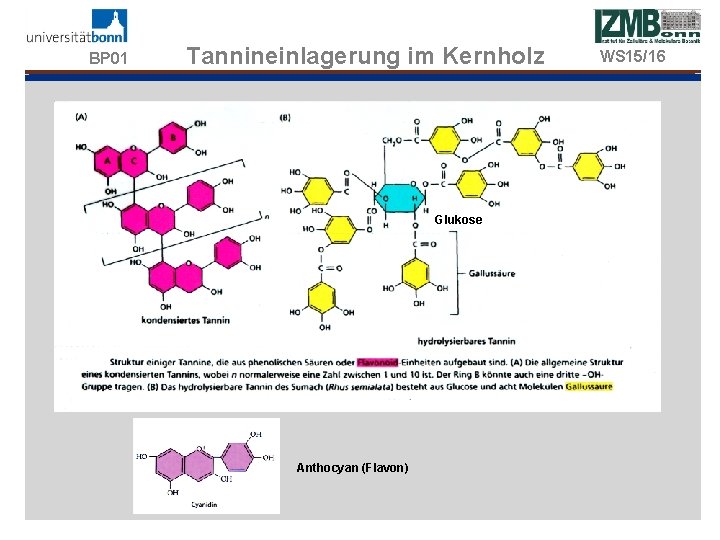 BP 01 Tannineinlagerung im Kernholz Glukose Anthocyan (Flavon) WS 15/16 