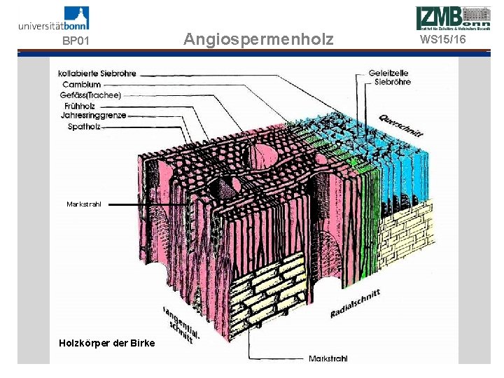 BP 01 Markstrahl Holzkörper der Birke Angiospermenholz WS 15/16 