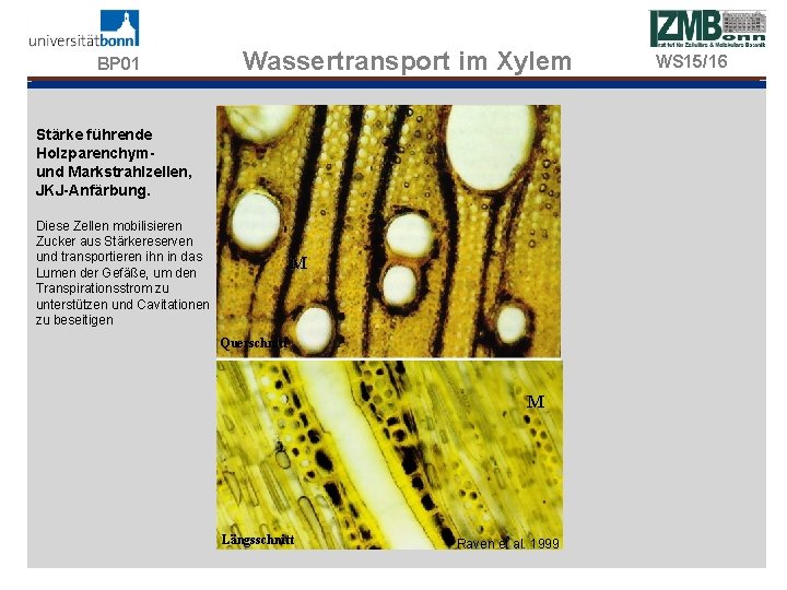 BP 01 Wassertransport im Xylem Stärke führende Holzparenchymund Markstrahlzellen, JKJ-Anfärbung. Diese Zellen mobilisieren Zucker