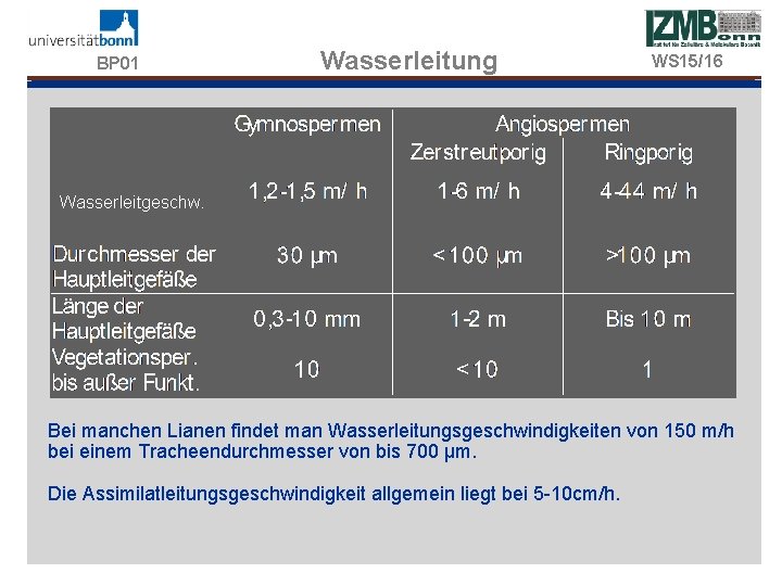 BP 01 Wasserleitung WS 15/16 Wasserleitgeschw. Bei manchen Lianen findet man Wasserleitungsgeschwindigkeiten von 150