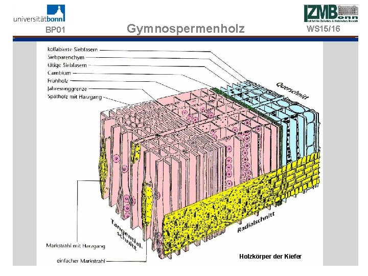 BP 01 Gymnospermenholz Holzkörper der Kiefer WS 15/16 