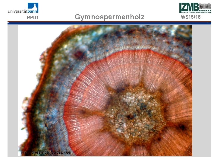 BP 01 Pinus, dreijähriger Spross, quer Gymnospermenholz WS 15/16 