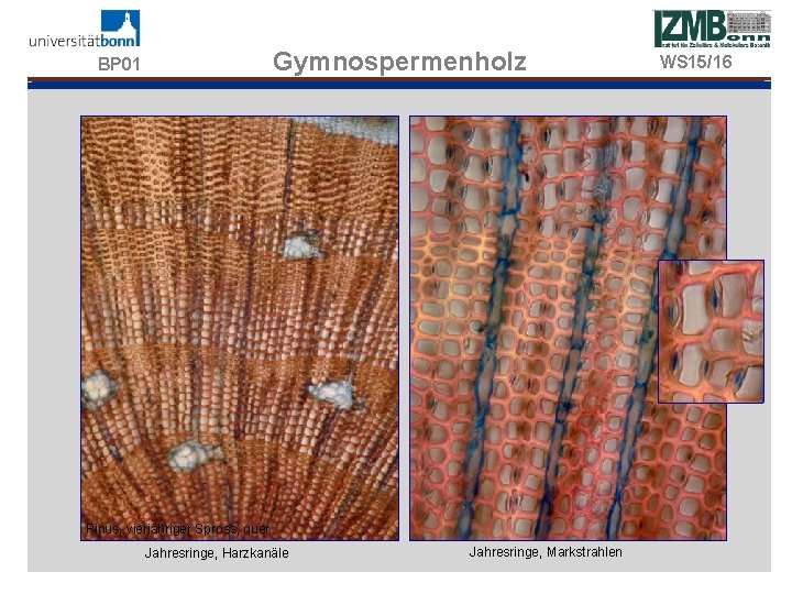 Gymnospermenholz BP 01 Pinus, vierjähriger Spross, quer Jahresringe, Harzkanäle Jahresringe, Markstrahlen WS 15/16 