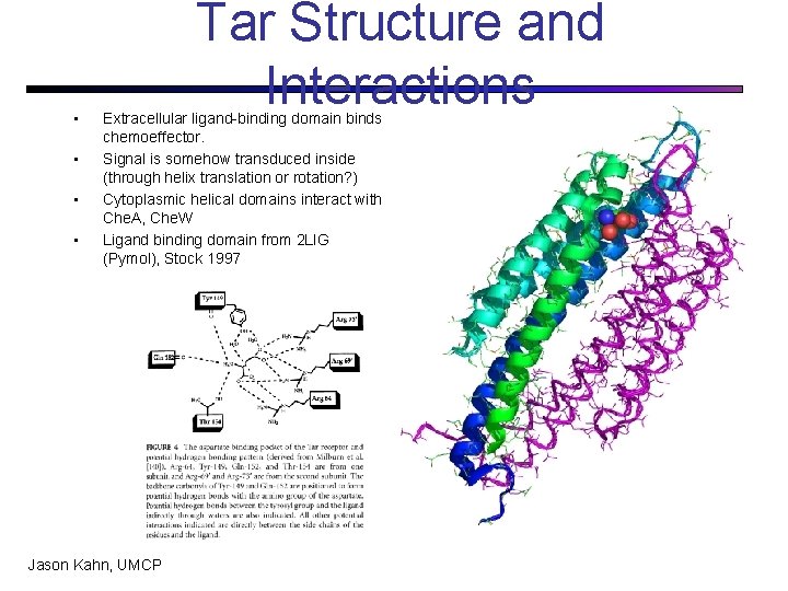  • • Tar Structure and Interactions Extracellular ligand-binding domain binds chemoeffector. Signal is