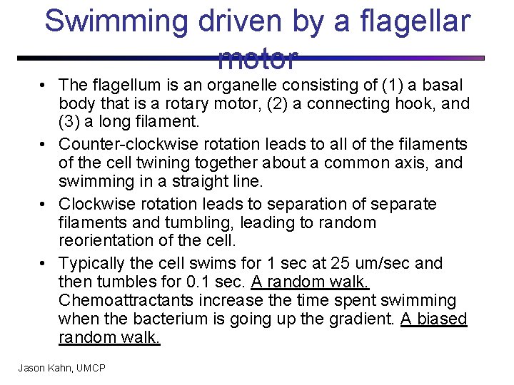 Swimming driven by a flagellar motor • The flagellum is an organelle consisting of