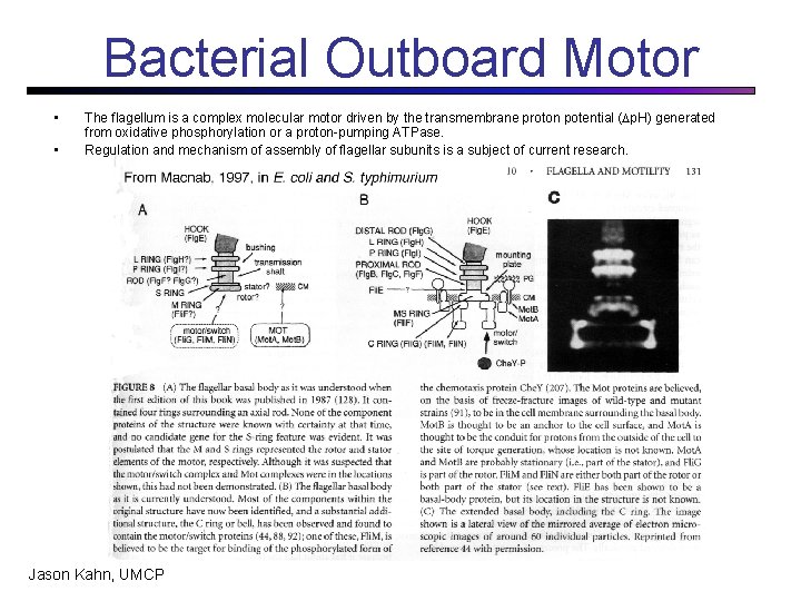 Bacterial Outboard Motor • • The flagellum is a complex molecular motor driven by