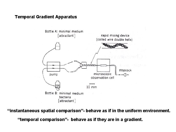 Temporal Gradient Apparatus “instantaneous spatial comparison”- behave as if in the uniform environment. “temporal