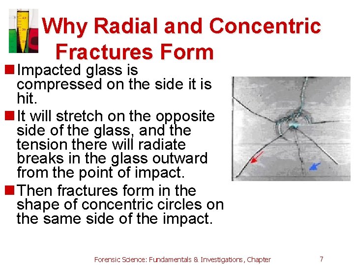 Why Radial and Concentric Fractures Form n Impacted glass is compressed on the side