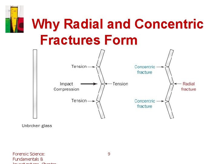 Why Radial and Concentric Fractures Form Forensic Science: Fundamentals & 9 