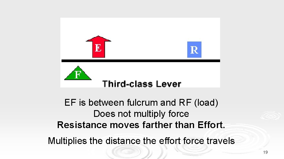 EF is between fulcrum and RF (load) Does not multiply force Resistance moves farther