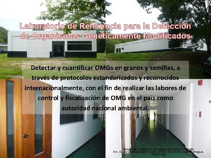 Laboratorio de Referencia para la Detección de Organismos Genéticamente Modificados Detectar y cuantificar OMGs