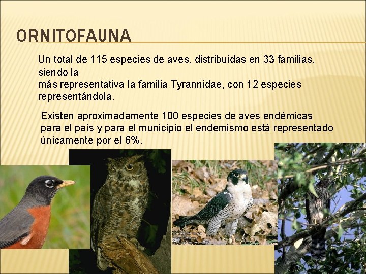 ORNITOFAUNA Un total de 115 especies de aves, distribuidas en 33 familias, siendo la