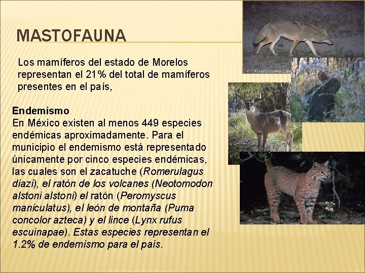 MASTOFAUNA Los mamíferos del estado de Morelos representan el 21% del total de mamíferos