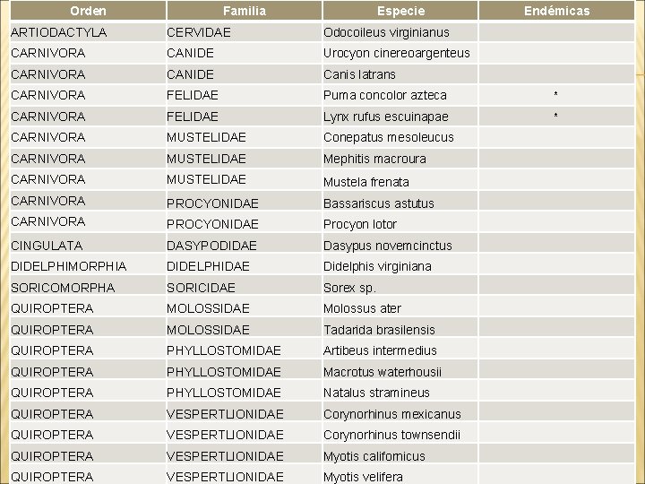 Orden Familia Especie Endémicas ARTIODACTYLA CERVIDAE Odocoileus virginianus CARNIVORA CANIDE Urocyon cinereoargenteus CARNIVORA CANIDE
