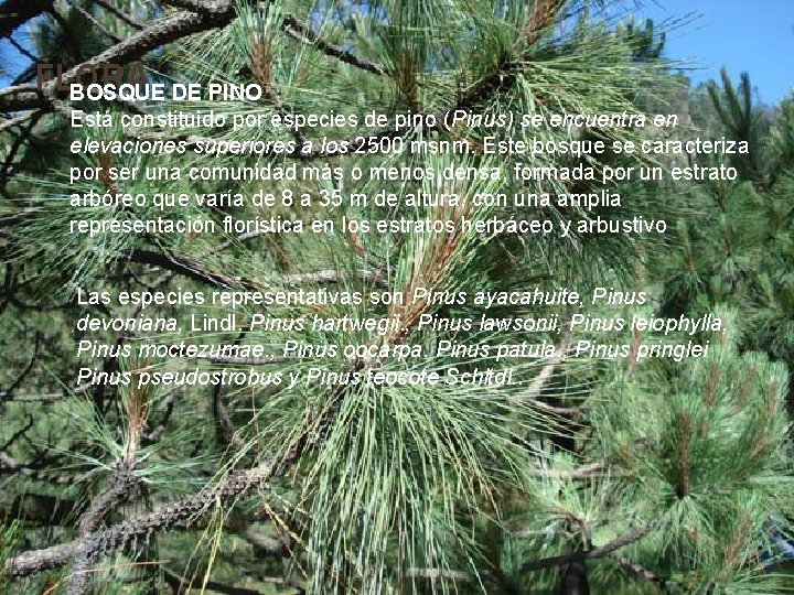 FLORA BOSQUE DE PINO Está constituido por especies de pino (Pinus) se encuentra en