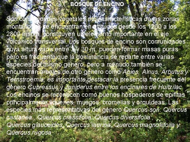 BOSQUE DE ENCINO Son comunidades vegetales muy características de las zonas montañosas se encuentran