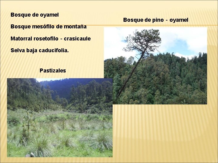 Bosque de oyamel Bosque mesófilo de montaña Matorral rosetofilo‐crasicaule Selva baja caducifolia. Pastizales Bosque