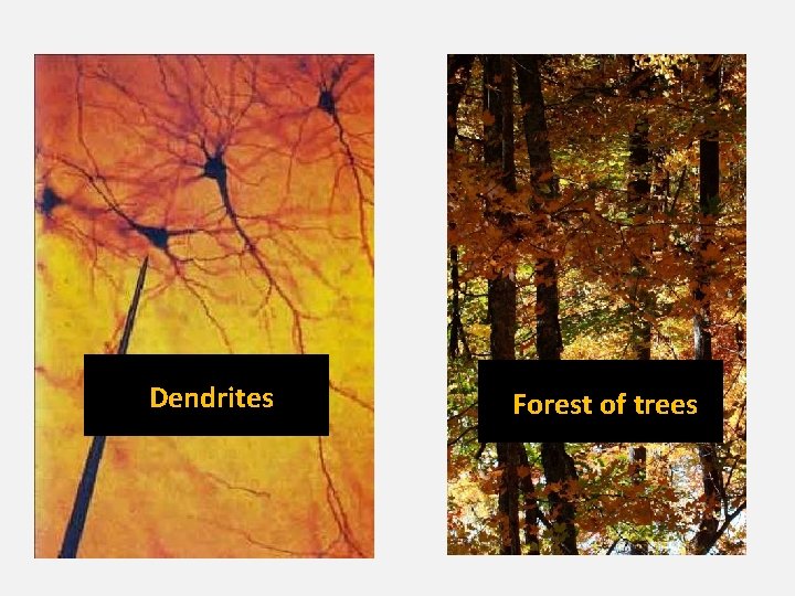 Dendrites Forest of trees 