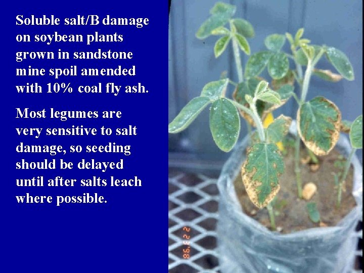 Soluble salt/B damage on soybean plants grown in sandstone mine spoil amended with 10%